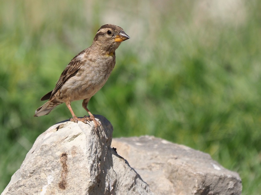 Passera lagia (Petronia petronia)